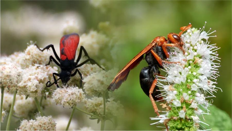 18781 tarantula hawk nesting