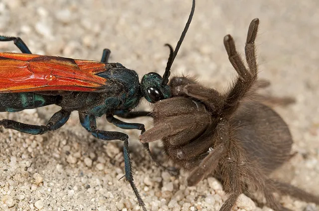 18781 tarantula hawk size