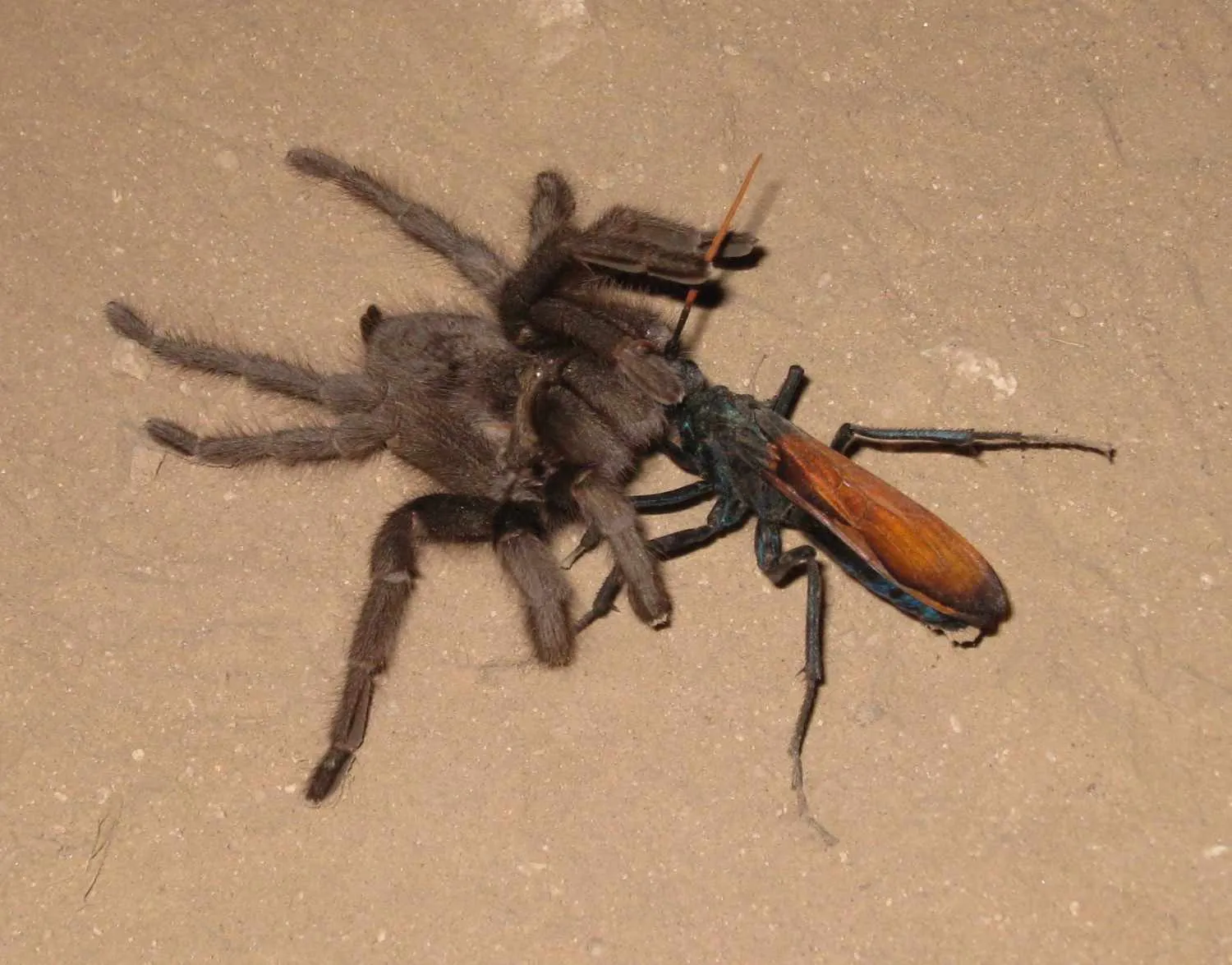 18781 tarantula hawk sting
