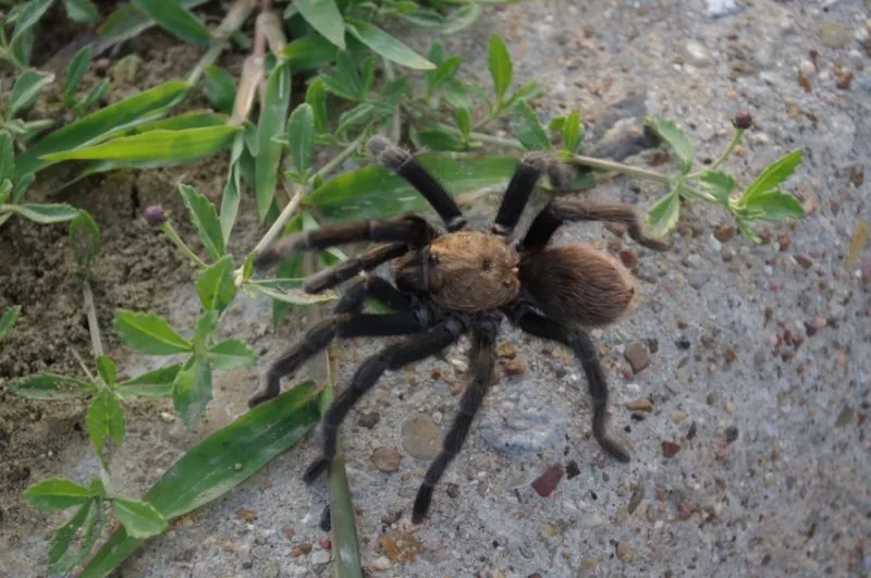 /img/18784-tarantula-conservation-efforts.webp