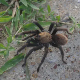 /img/18784-tarantula-conservation-efforts.webp