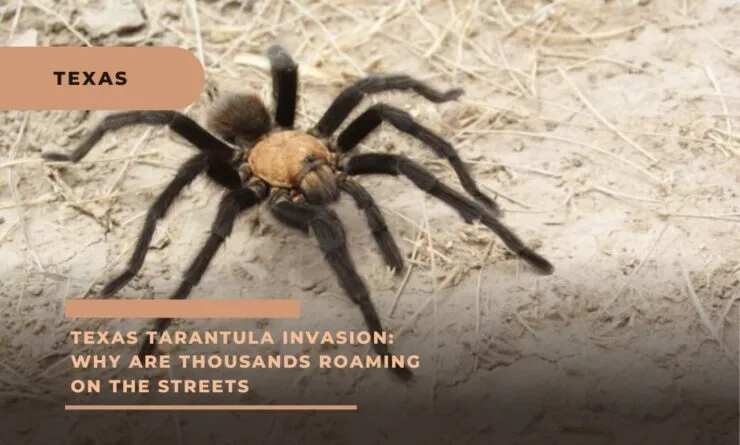 18784 tarantula crossing road