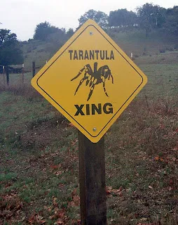 18784 tarantula species texas