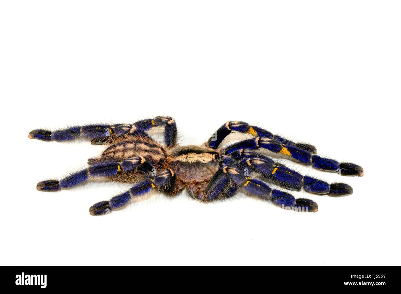 18785 gooty tarantula defensive mechanism