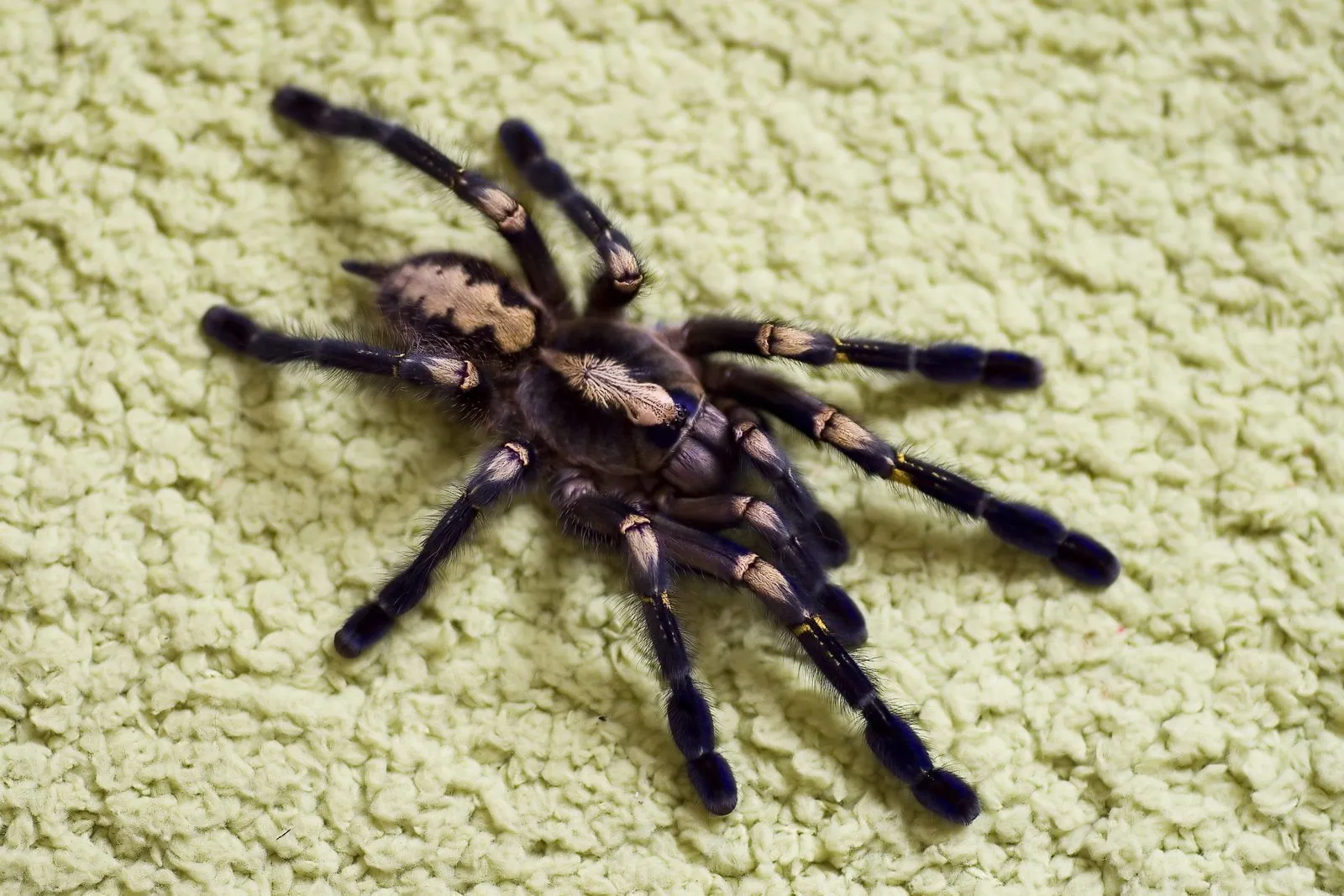 /img/18785-gooty-tarantula-enclosure.webp