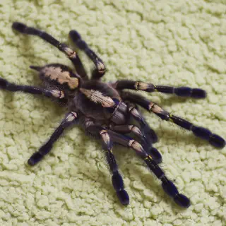 /img/18785-gooty-tarantula-enclosure.webp