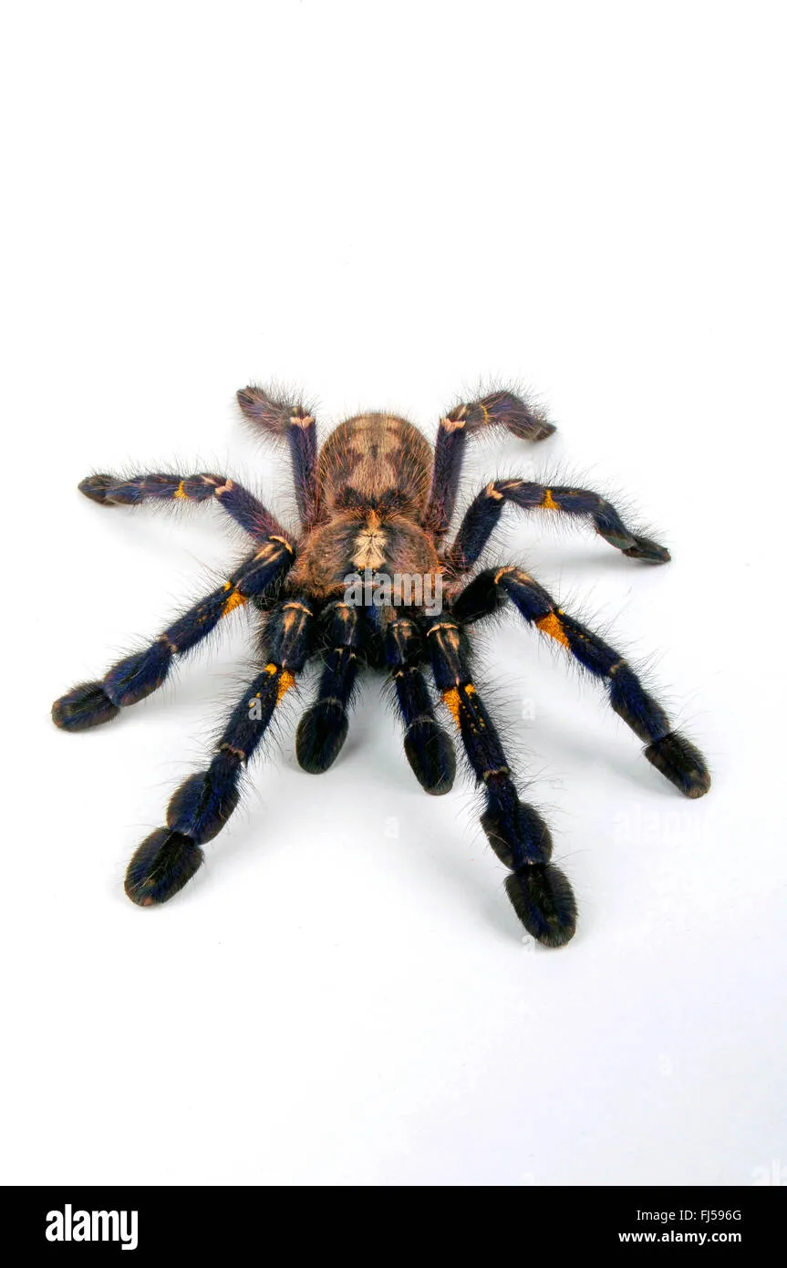 18785 gooty tarantula feeding