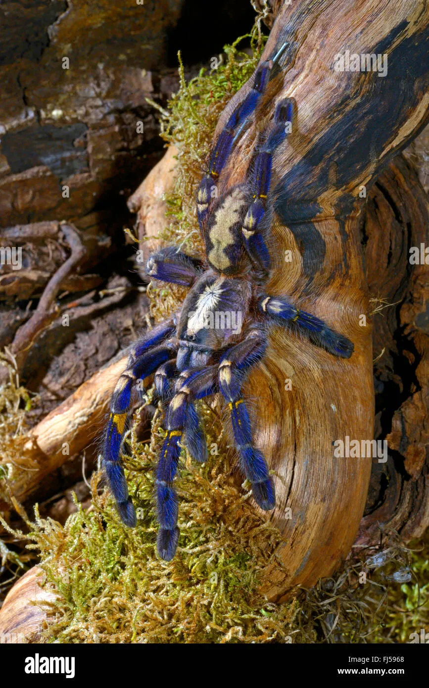 18785 gooty tarantula habitat