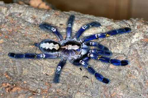 18785 gooty tarantula molting