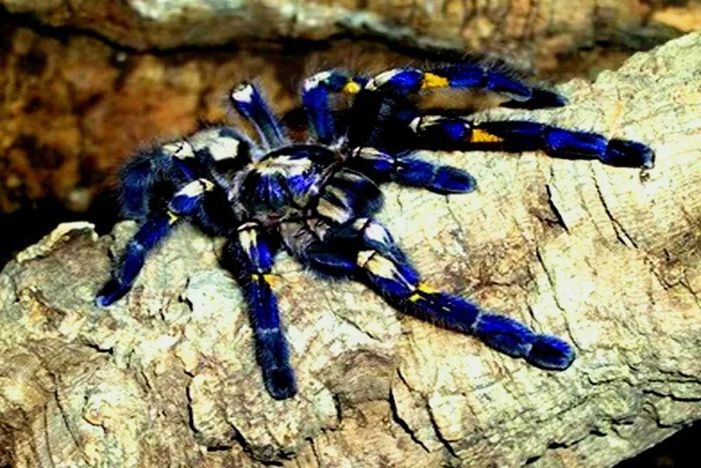 18785 gooty tarantula overview