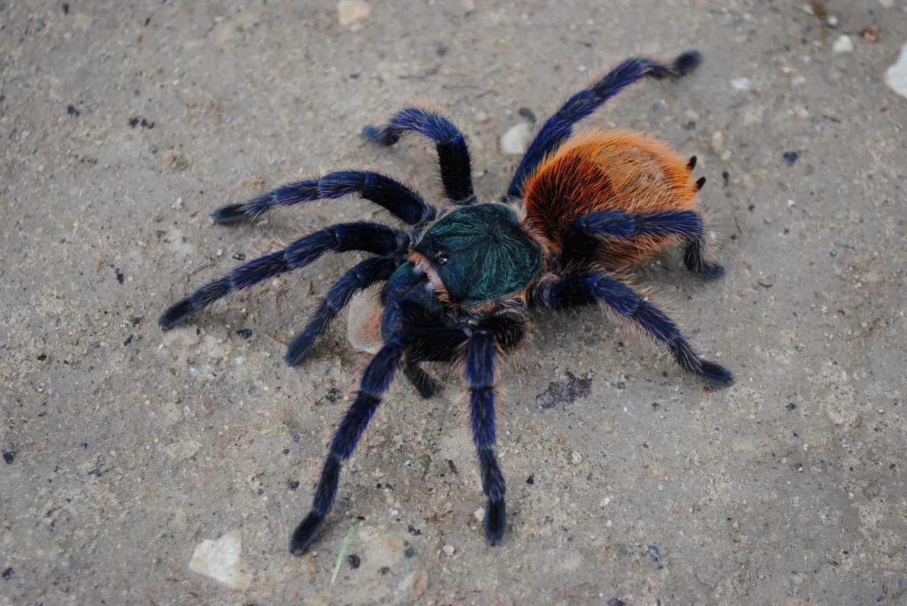 18785 gooty tarantula size coloration