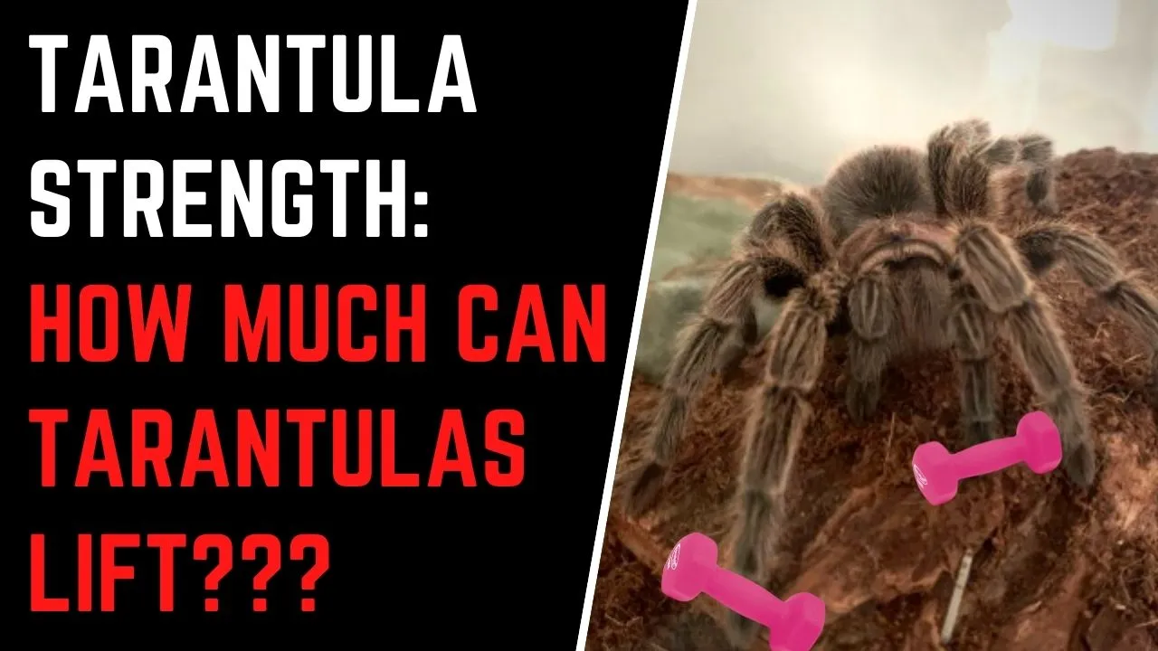 /img/18787-tarantula-cleaning.webp