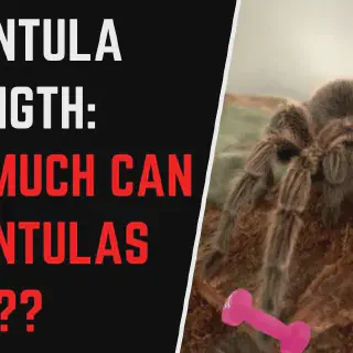 /img/18787-tarantula-cleaning.webp