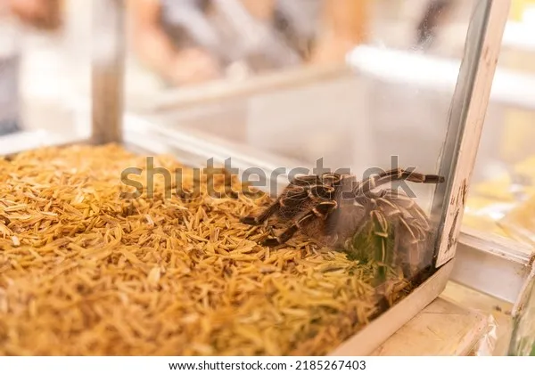 18787 tarantula decor