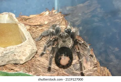 18787 tarantula substrate