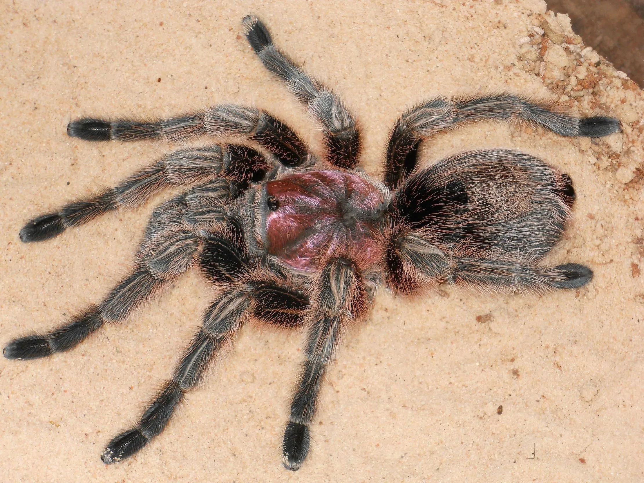 18791 chilean rose tarantula enclosure