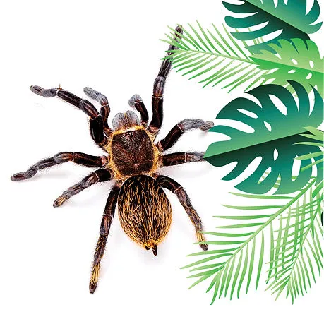 18791 chilean rose tarantula feeding