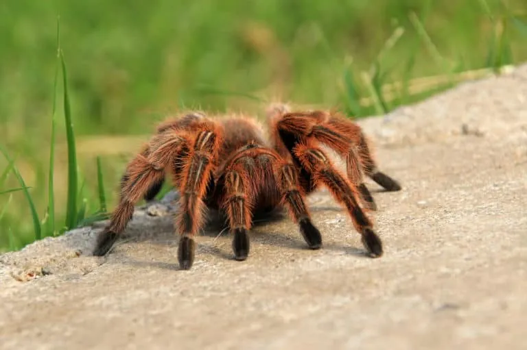 /img/18791-chilean-rose-tarantula-health.webp