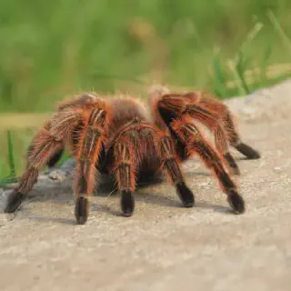 /img/18791-chilean-rose-tarantula-health.webp