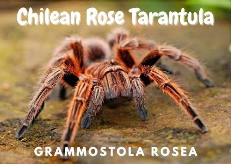 18791 chilean rose tarantula molting