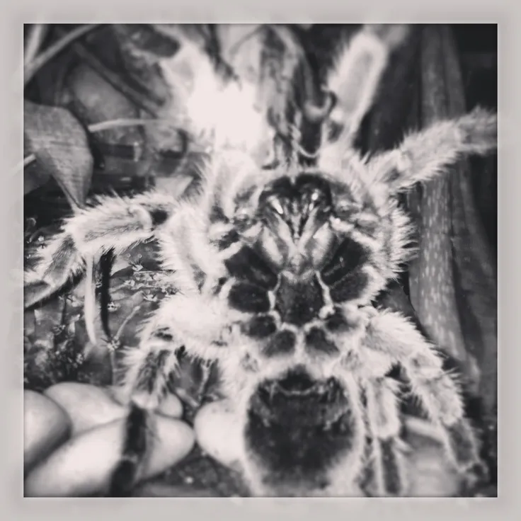 18791 chilean rose tarantula water