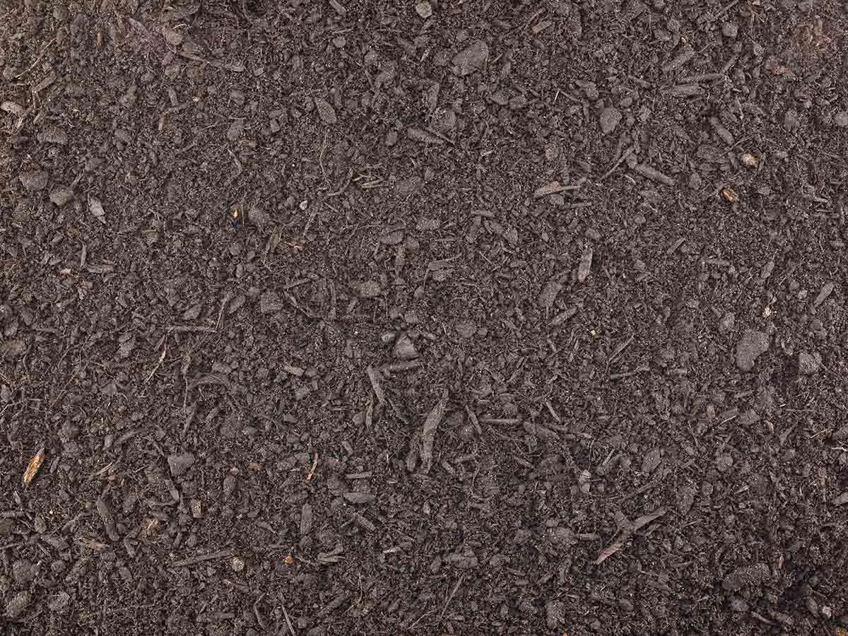 18792 tarantula in habitat