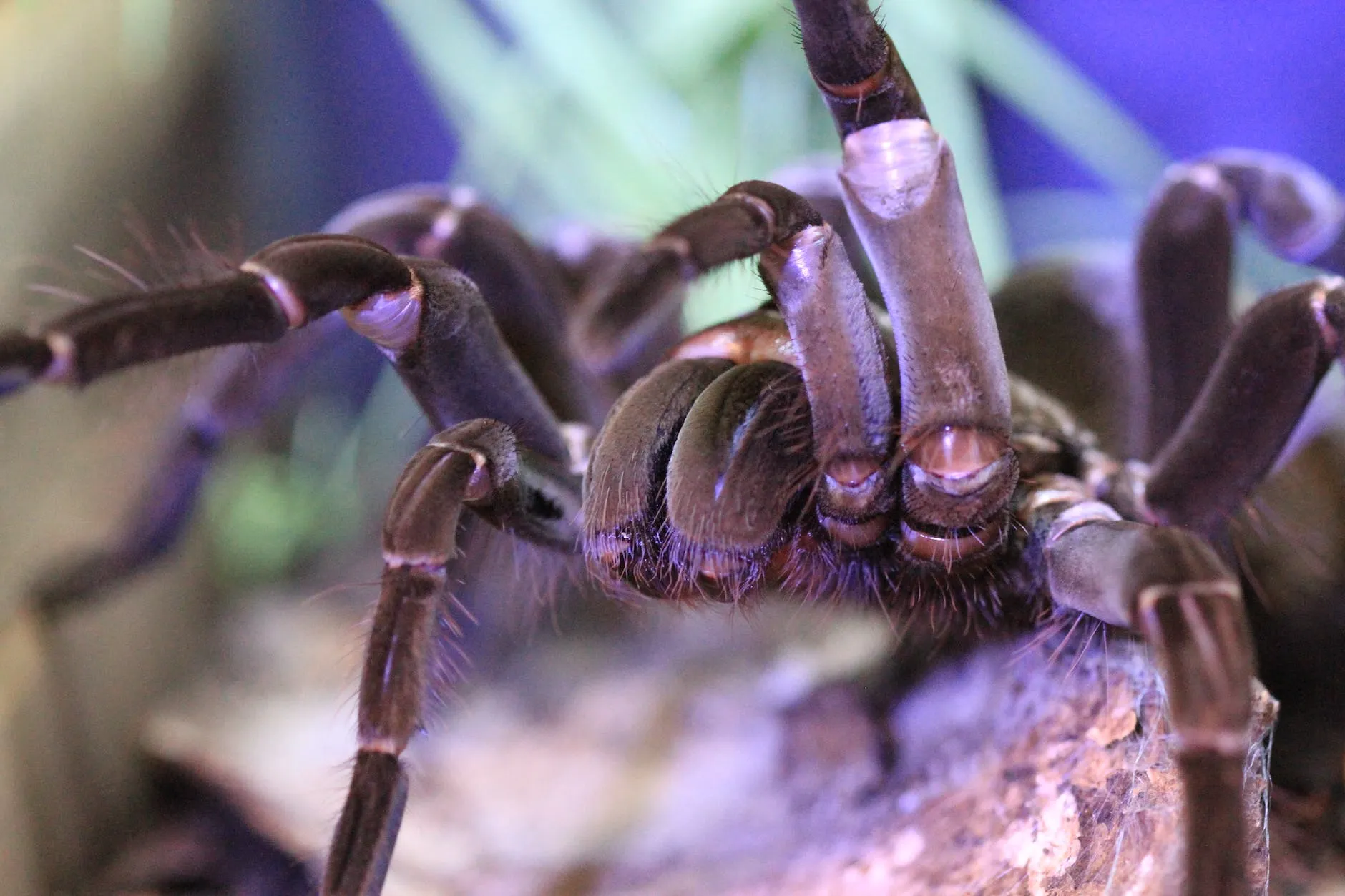 /img/18796-tarantula-cleaning.webp