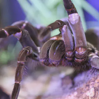 /img/18796-tarantula-cleaning.webp