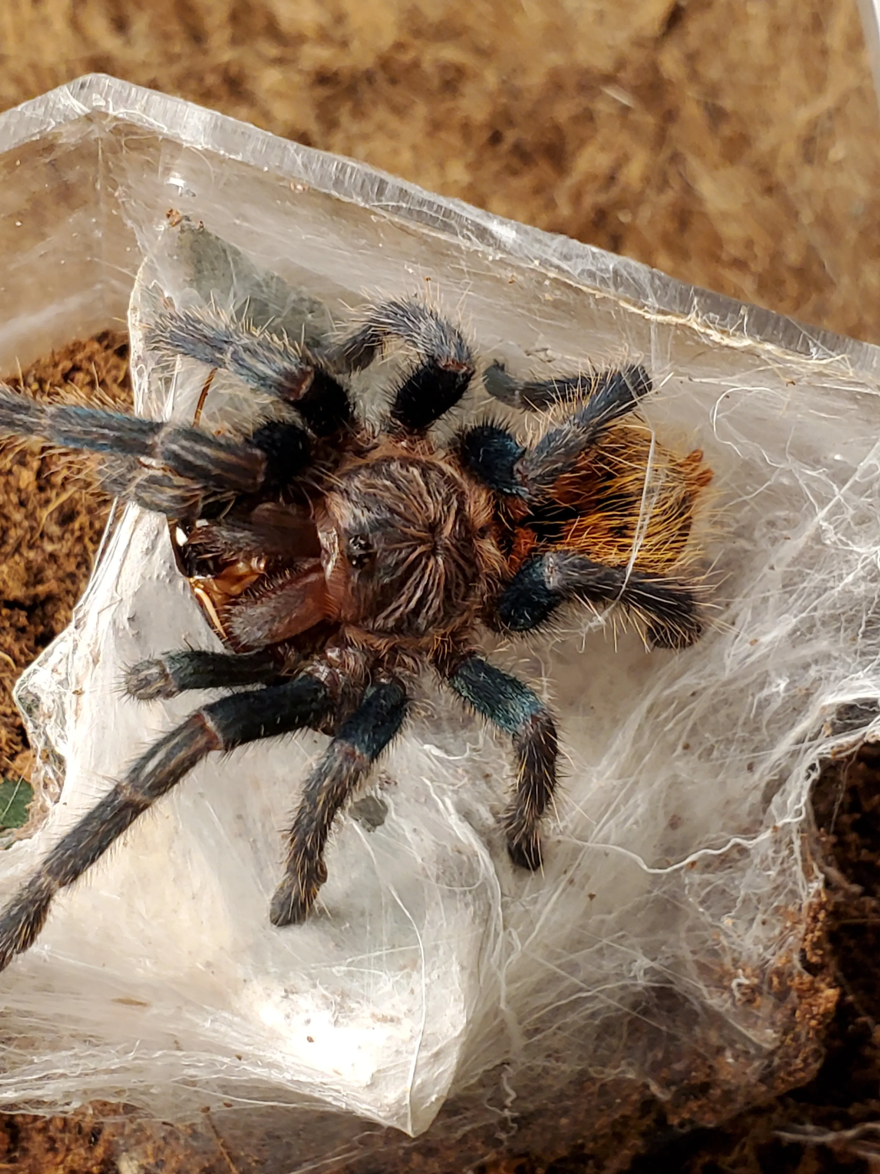18796 tarantula habitat