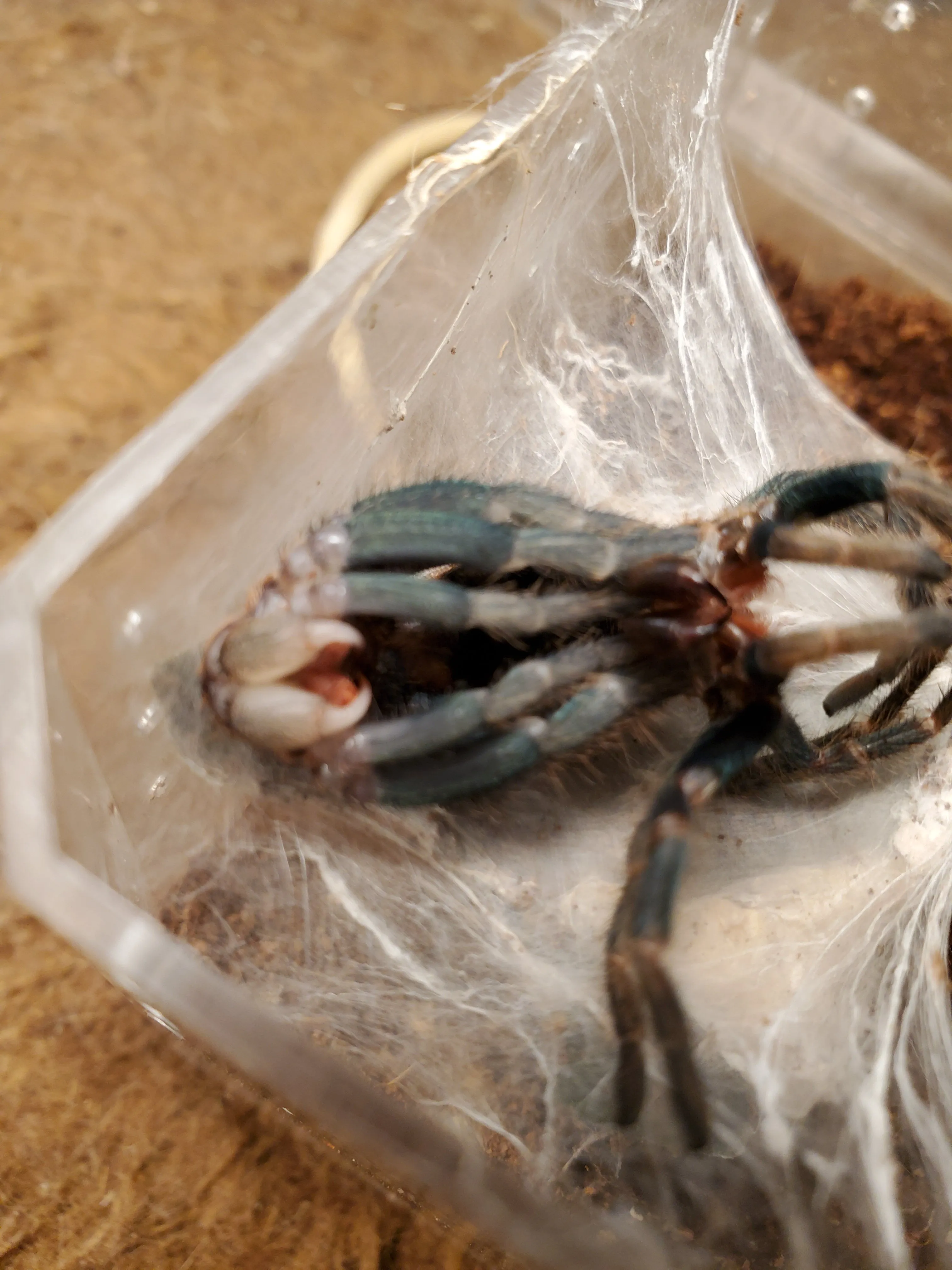 18796 tarantula species