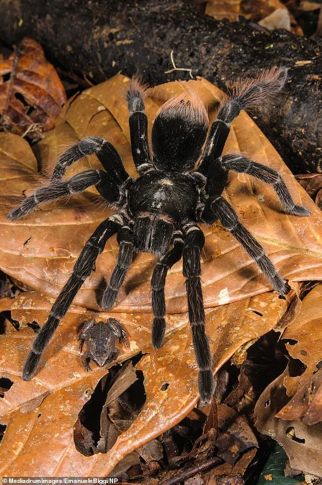 18798 tarantula feeding