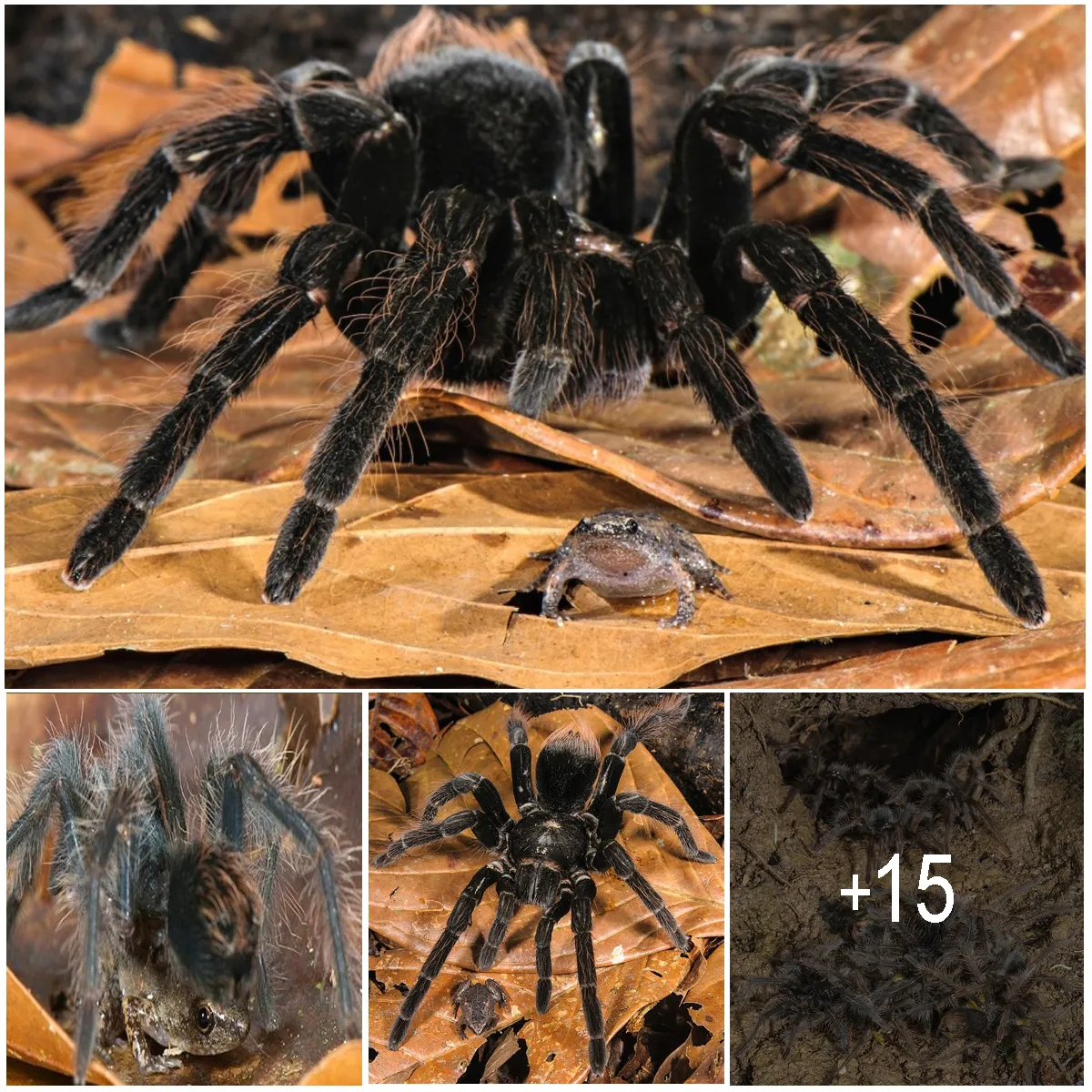 18798 tarantula hunting