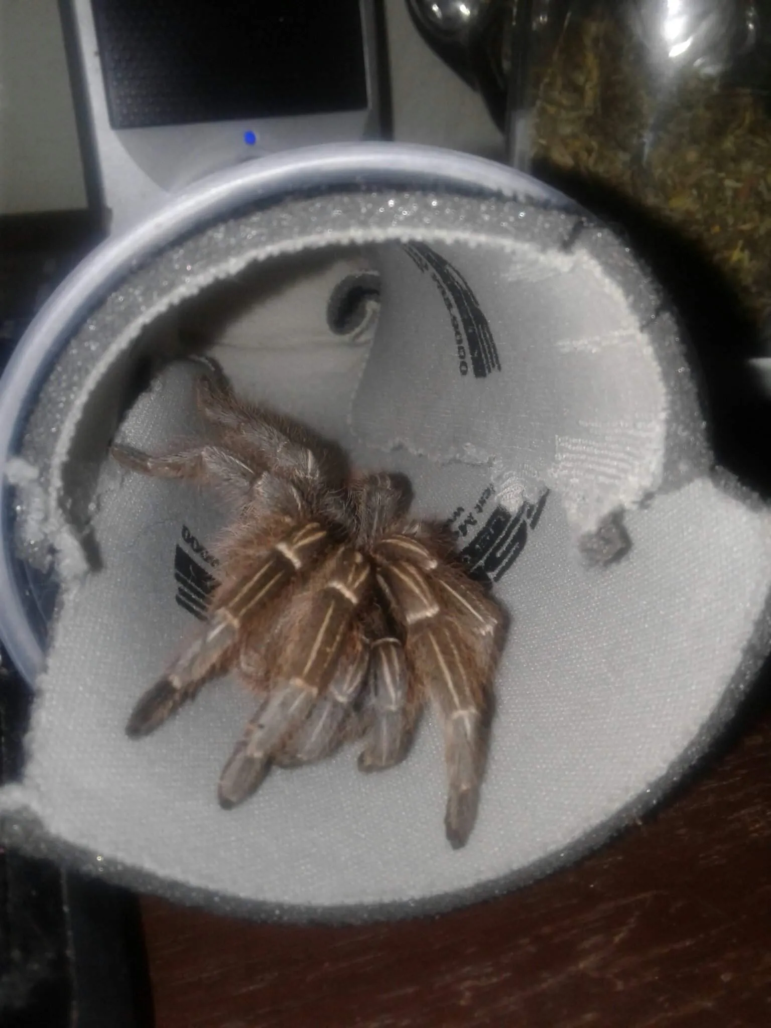 18799 tarantula health