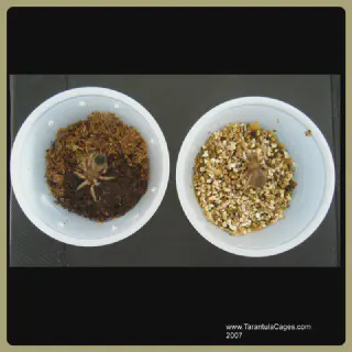 /img/18799-tarantula-molting.webp
