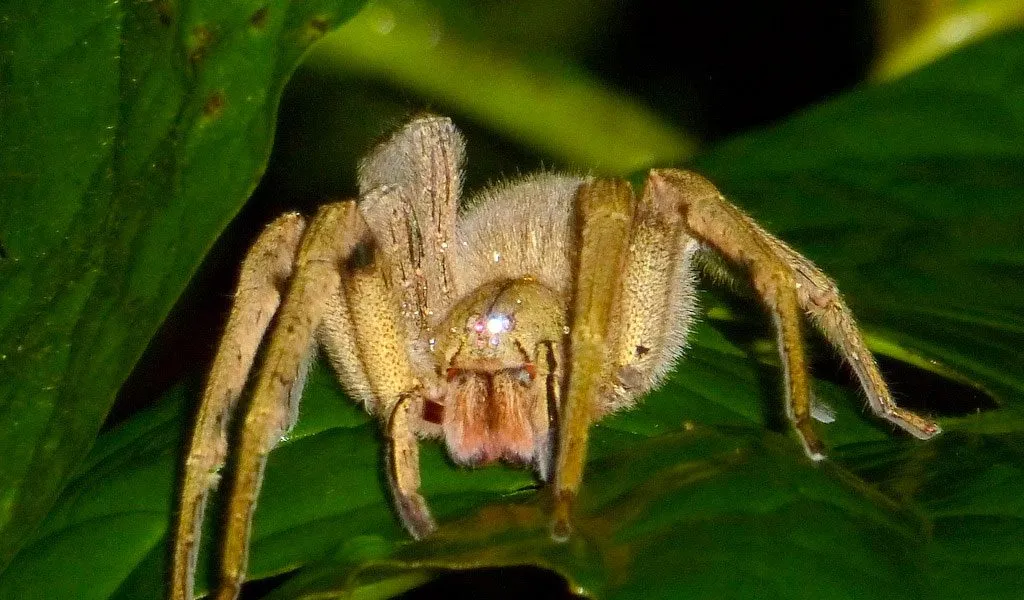 18801 brazilian wandering spider habitat