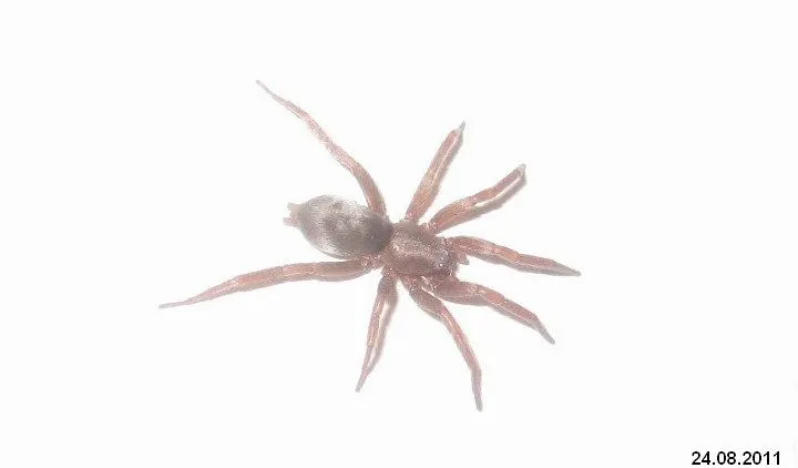 18801 brazilian wandering spider size