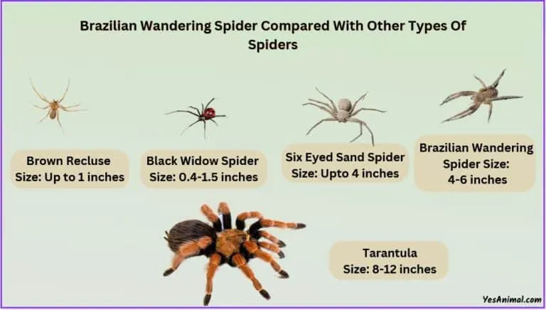 18801 spider bite treatment