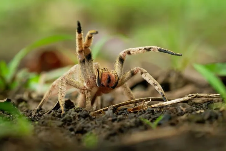 /img/18801-spider-safety.webp