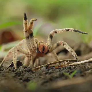 /img/18801-spider-safety.webp