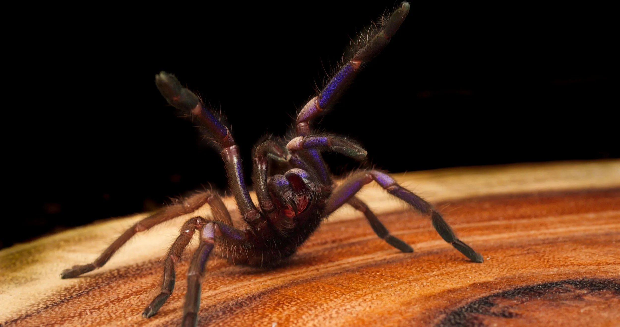 18803 tarantula care guide