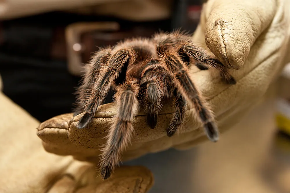 /img/18803-tarantula-contact-info.webp