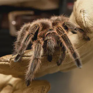 /img/18803-tarantula-contact-info.webp
