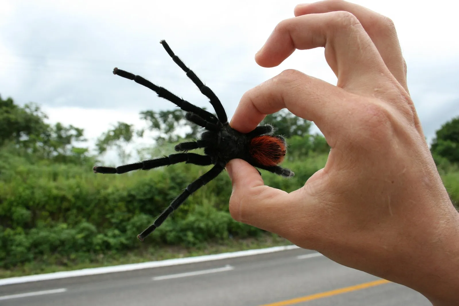 18803 tarantula forum example