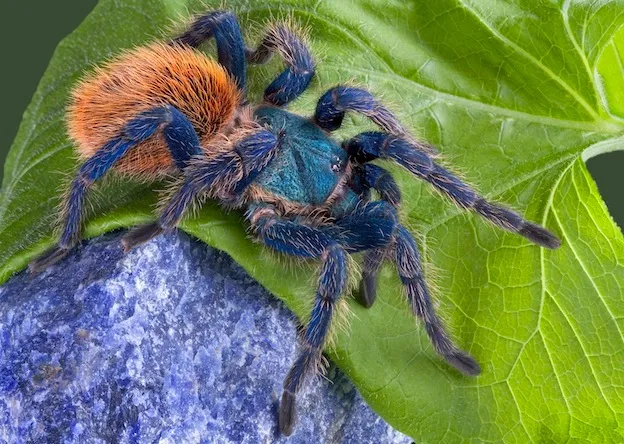 18803 tarantula species information