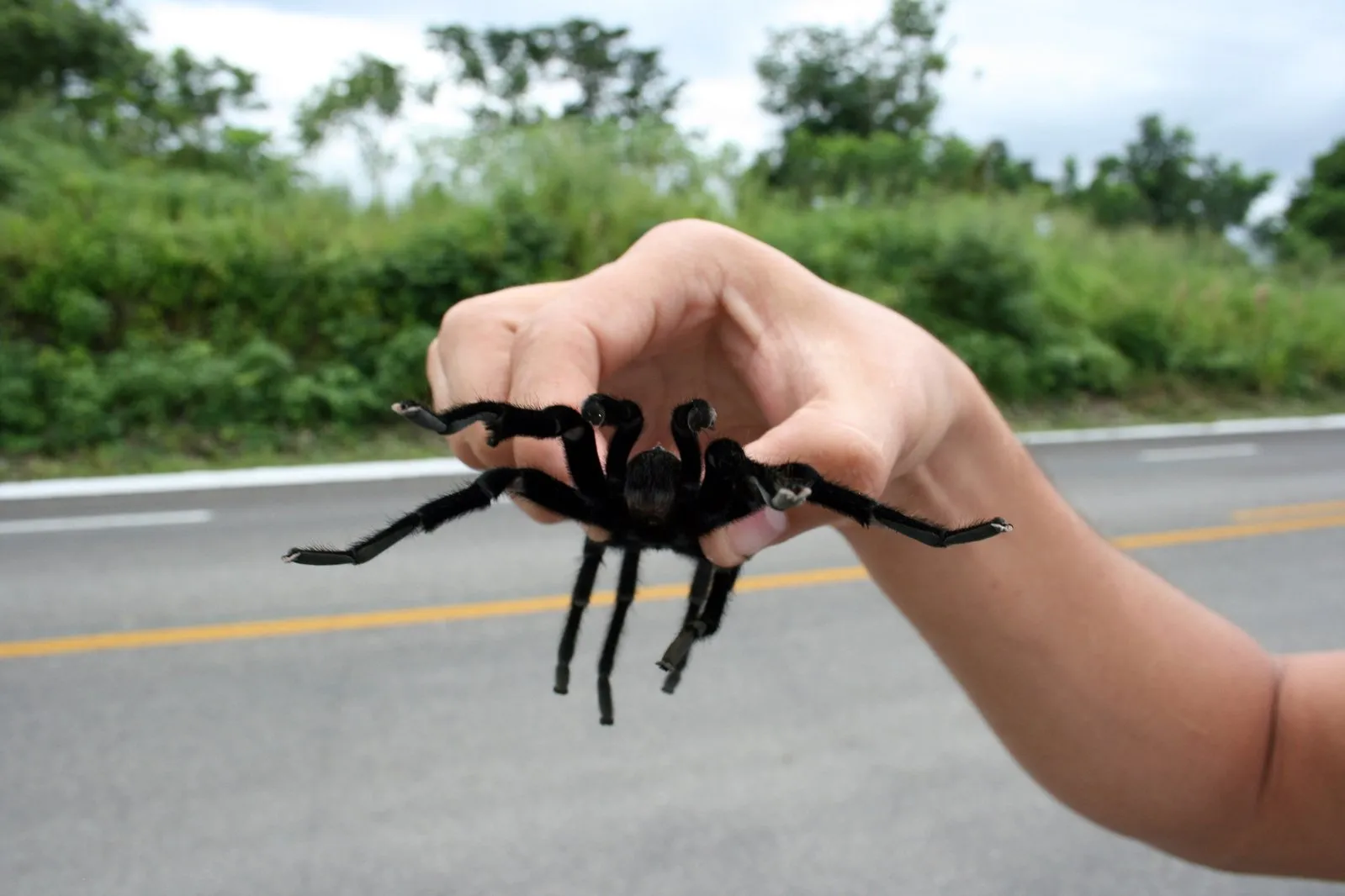 18803 tarantula website navigation