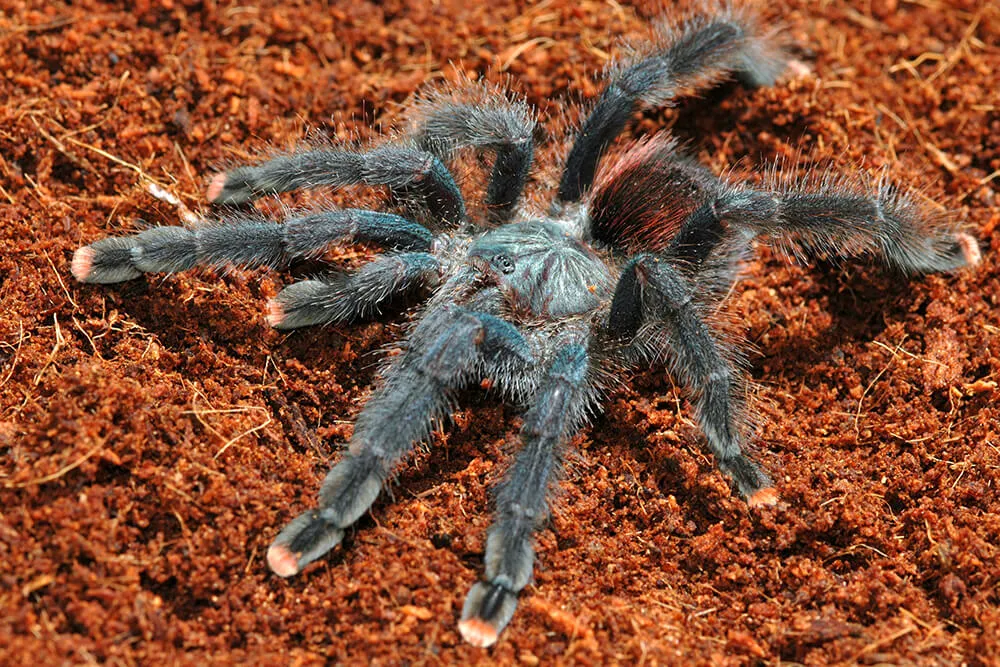 18803 tarantula website security