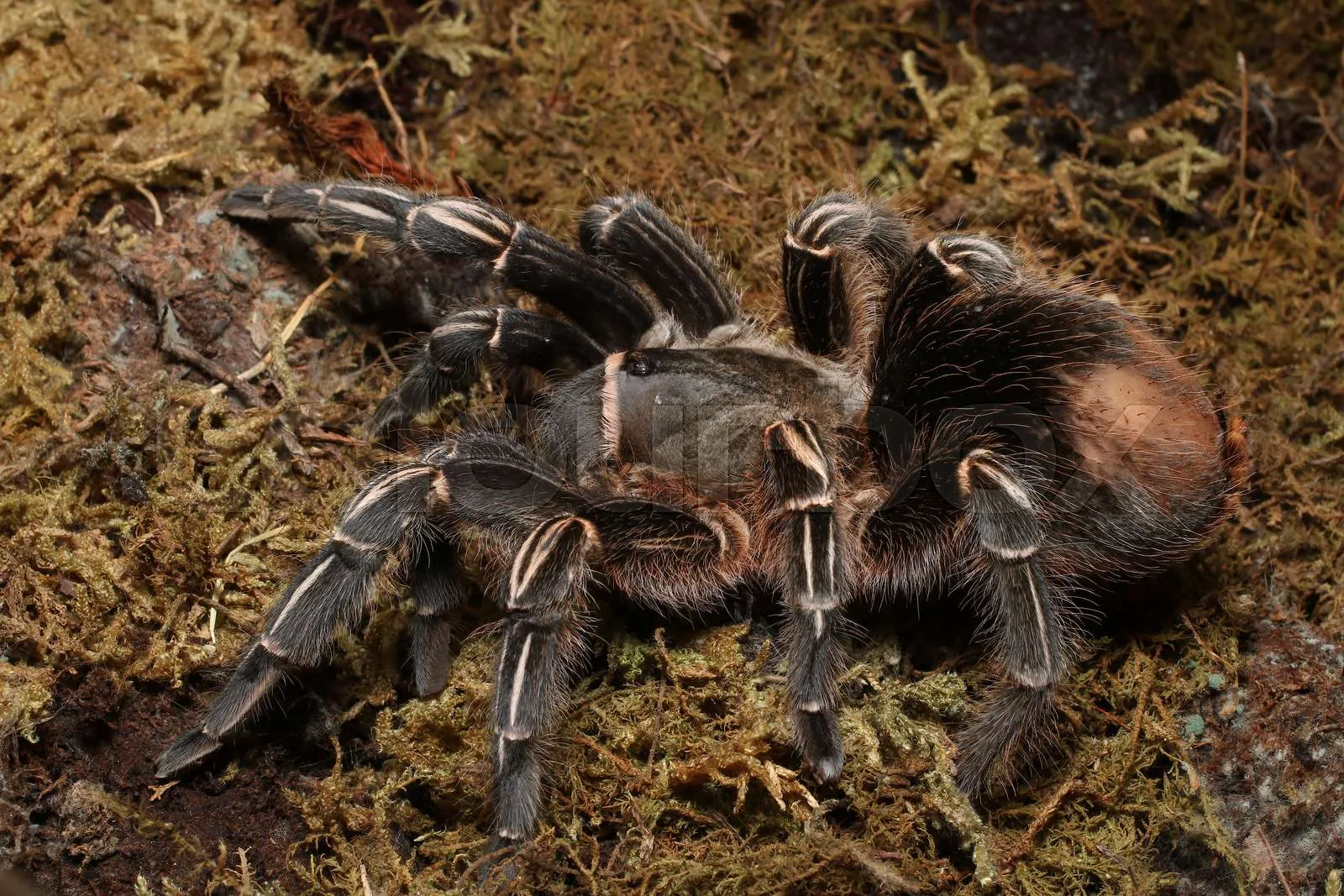 18807 costa rican zebra tarantula habitat