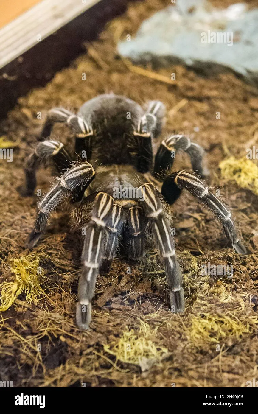 /img/18807-heat-lamp-tarantula.webp
