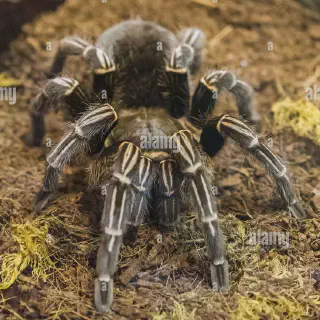 /img/18807-heat-lamp-tarantula.webp