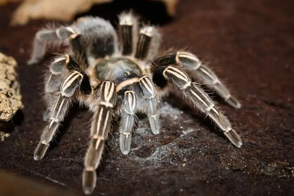 18807 heat mat for tarantula